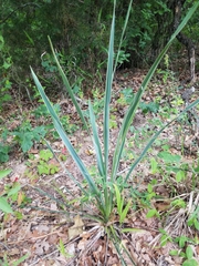 Yucca arkansana