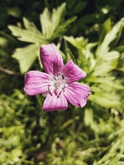 Geranium
