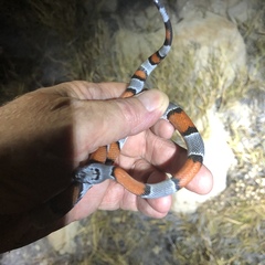 Lampropeltis alterna