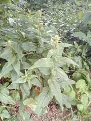 Magnoliopsida