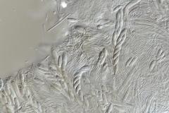 Crocicreas