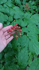 Actaea rubra rubra