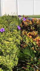 Ruellia simplex image