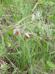 Fritillaria atropurpurea