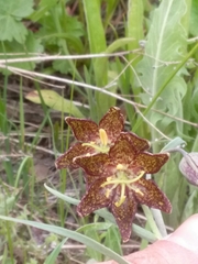 Fritillaria atropurpurea