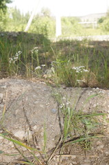 Bifora radians
