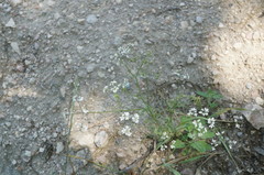 Bifora radians