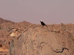 Oenanthe leucopyga