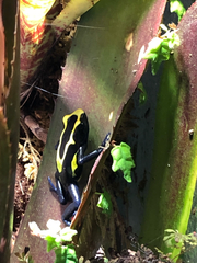 Dendrobates