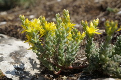 Sedum urvillei