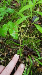 Micranthes virginiensis