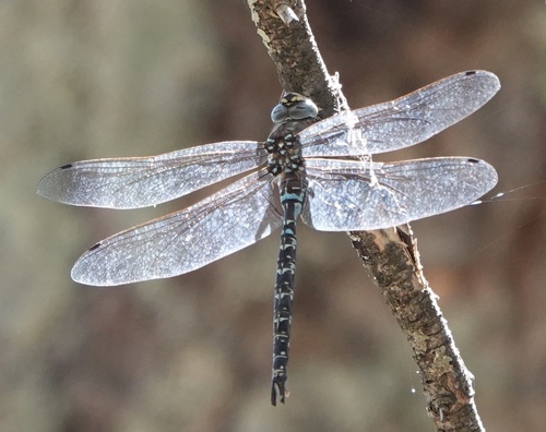 Riffle Darner