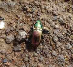 Poecilus versicolor