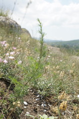 Artemisia scoparia