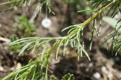Artemisia scoparia