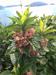 Clerodendrum fortunatum