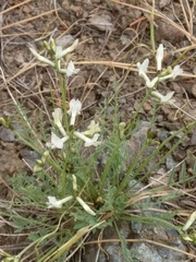 Astragalus conjunctus