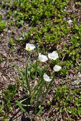 Ranunculus kuepferi