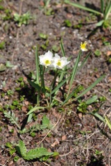 Ranunculus kuepferi