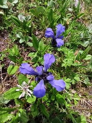 Dracocephalum grandiflorum