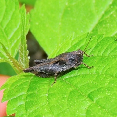 Tettigidea