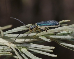 Trirhabda sericotrachyla