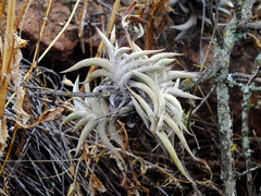Tillandsia gilliesii