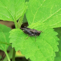 Tettigidea