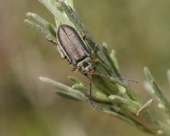 Trirhabda sericotrachyla