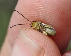 Trirhabda sericotrachyla