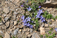 Campanula cenisia