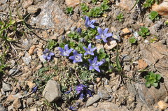 Campanula cenisia