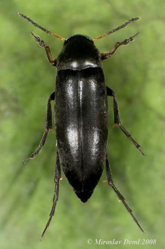 Anaspis frontalis nuotrauka