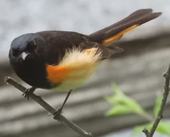 Setophaga ruticilla image