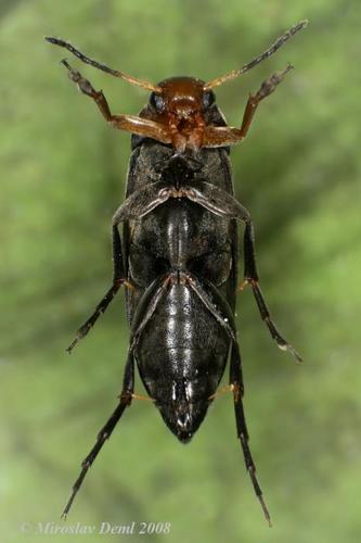 Anaspis frontalis nuotrauka