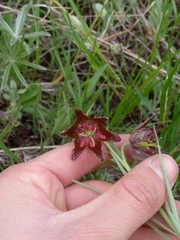 Fritillaria atropurpurea