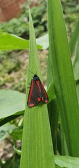 Tyria jacobaeae