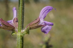 Salvia virgata
