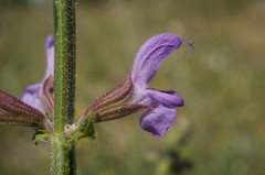 Salvia virgata
