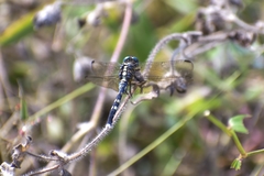 Orthetrum