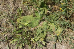 Salvia virgata