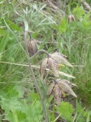 Fritillaria atropurpurea