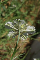 Nigella arvensis