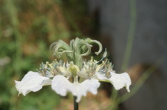 Nigella arvensis