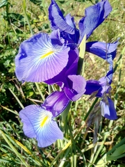 Iris latifolia