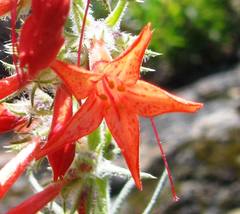 Ipomopsis aggregata aggregata