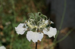 Nigella arvensis