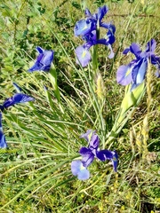 Iris latifolia