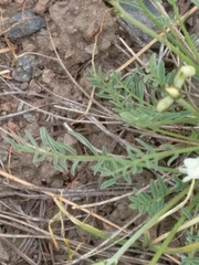 Astragalus conjunctus