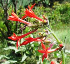 Ipomopsis aggregata aggregata